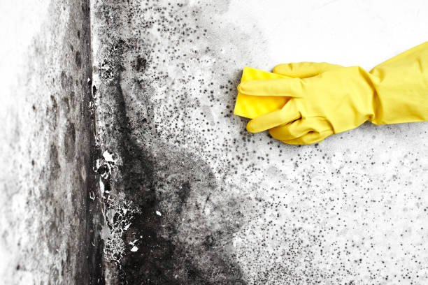 Best Mold Remediation for Specific Building Types in Cabot, AR