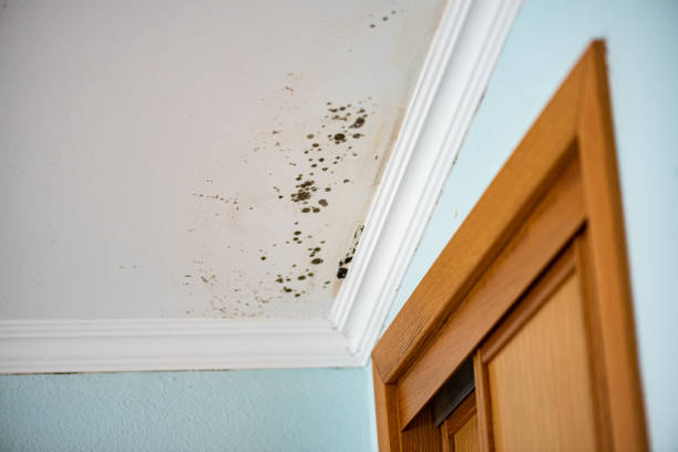 Best Attic Mold Remediation in Cabot, AR