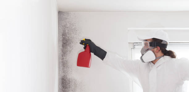 Best DIY Mold Remediation Support Services in Cabot, AR